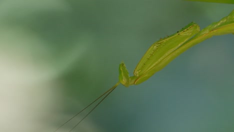close up shot of green macro mantis head in tambopata, madre de dios region, peru, in the peruvian amazon