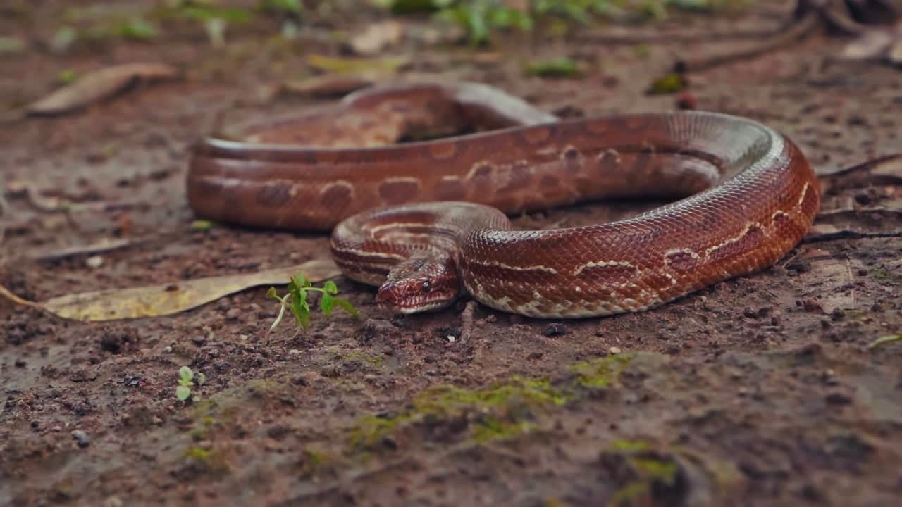 epicrates cenchria glissant gracieusement à travers la végétation luxuriante du parc national de chapada dos veadeiros au brésil, mettant en valeur ses couleurs vives et ses motifs complexes sur ses écailles