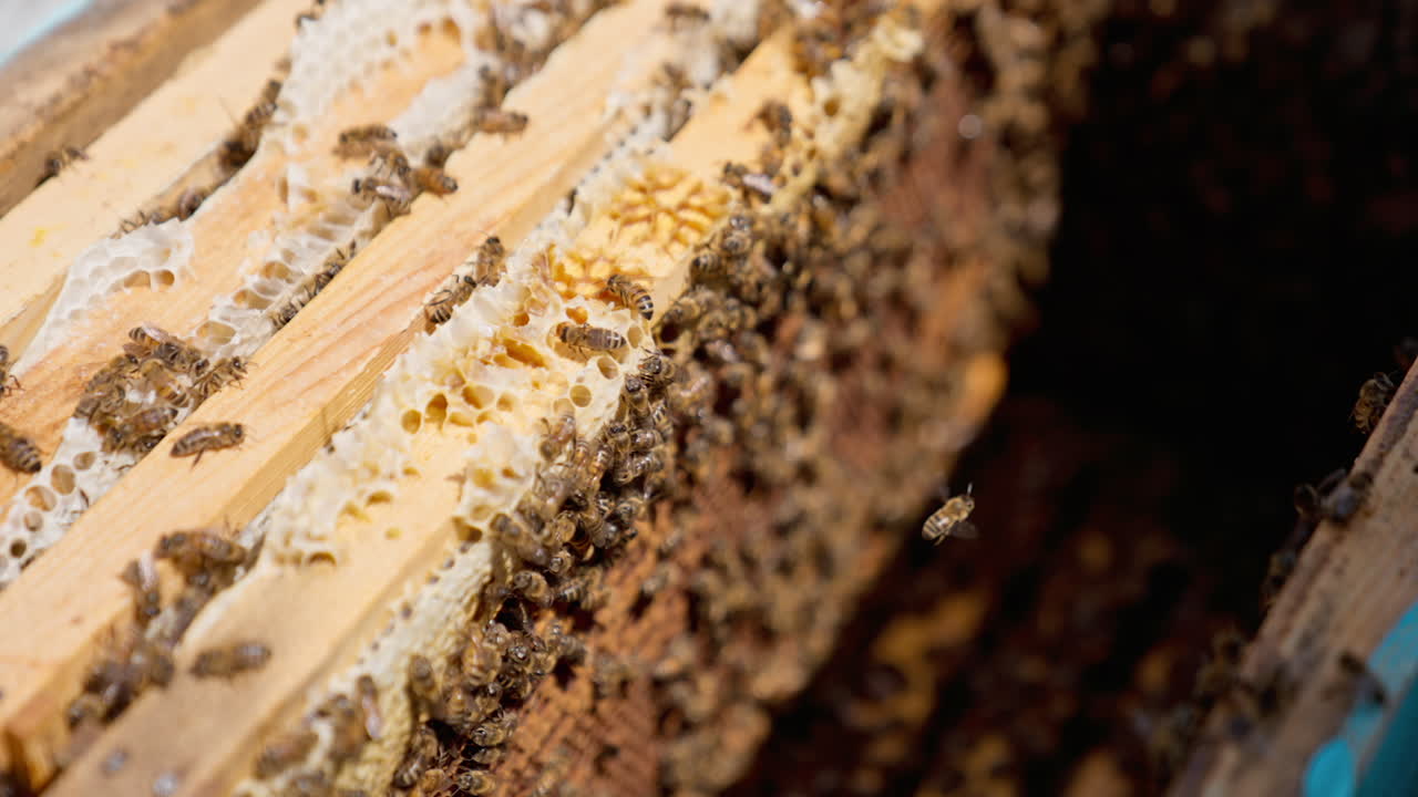 Closeup view of honeybees in a beehive