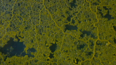 una segunda ola de crecimiento cubre una red del moho mucilaginoso, physarum polycephalum en movimiento de lapso de tiempo
