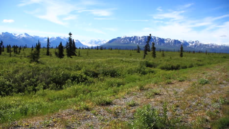 Large-Trees-and-Grass-in-front-of-Alaska-Mountains