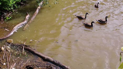 Enten-Schwimmen-Weg-Vom-Müll-Entlang-Einer-Schottwand-In-Cleveland,-Ohio