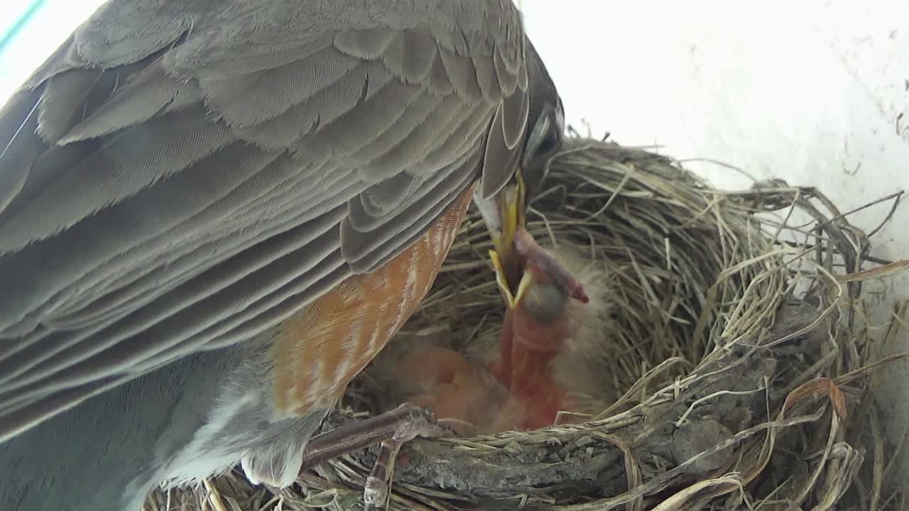 Newly hatched baby Robins eat fat worms provided by mother in nest