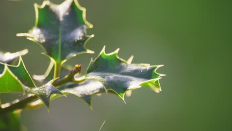 Video-clip-showcasing-a-holly-bush-backlit-by-the-morning-sun,-vivid-green-leaves-shimmering,-and-Christmas-berries-sparkling-with-dewdrops