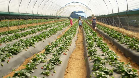 Girls-running-with-bucket-of-strawberries-in-the-farm-4k