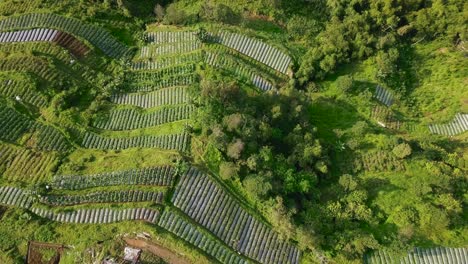 the vegetable plantation with village and dense of trees that planted with brocolli, cabbage, potatoes and green onion, central java, indonesia