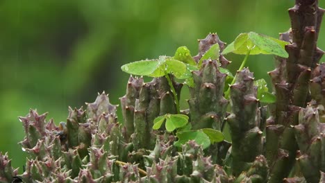 Húmedo-Suculento-Con-Suaves-Gotas-De-Lluvia-Cayendo-En-El-Fondo-Verde-De-Esta-Planta-En-Un-Día-Lluvioso