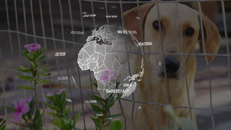 tan dog peering through wire fence, digital globe showing map outlines floating behind pink flowers