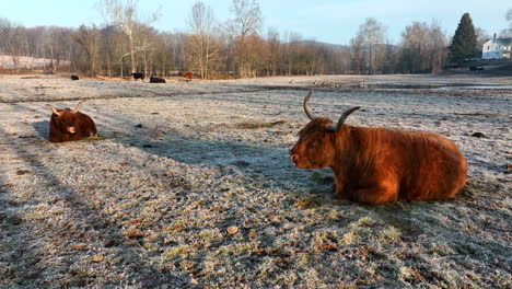 Longhorn-cattle-relax-in-meadow