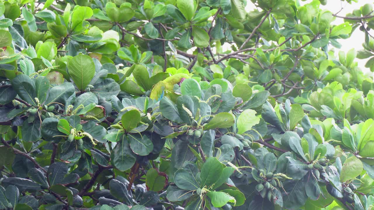 열대 나무 에 앉아 견과류 를 먹는 외로운 큰 초록색 아카오 무새