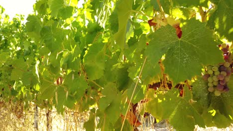 caminando cerca de uvas frescas listas para cosechar en un hermoso viñedo