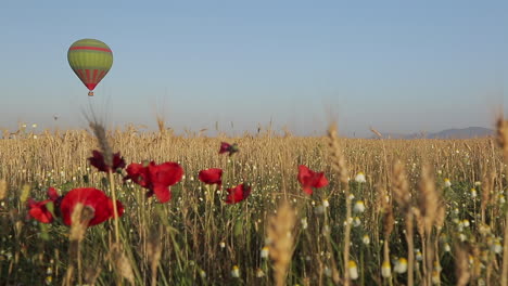 hot air balloon flying with poppies in foreground and wheat field