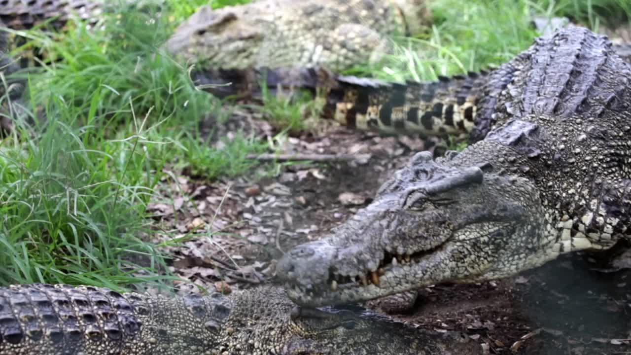 cocodrilos de apareamiento,