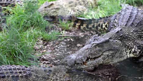 Mating-crocodiles,