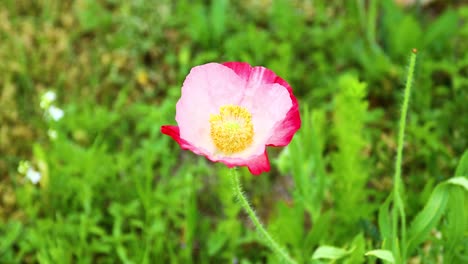 Pink-Iceland-Poppy-in-a-field