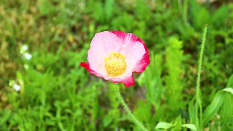 amapola rosa de islandia en un campo