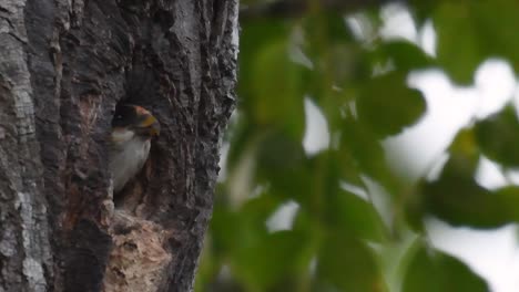 El-Falconet-De-Muslo-Negro-Es-Una-De-Las-Aves-Rapaces-Más-Pequeñas-Que-Se-Encuentran-En-Los-Bosques-De-Algunos-Países-De-Asia