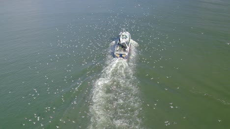 disparo aéreo sobre el pequeño barco de pesca a primera hora de la mañana con una gran cantidad de gaviotas