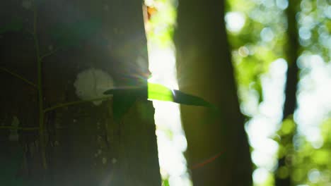 Toma-Panorámica-De-4k-Del-Sol-Reflejándose-Fuertemente-Entre-Dos-árboles,-Detrás-De-Una-Pequeña-Hoja,-Creando-Un-Hermoso-Halo