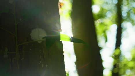 toma panorámica de 4k del sol reflejándose fuertemente entre dos árboles, detrás de una pequeña hoja, creando un hermoso halo