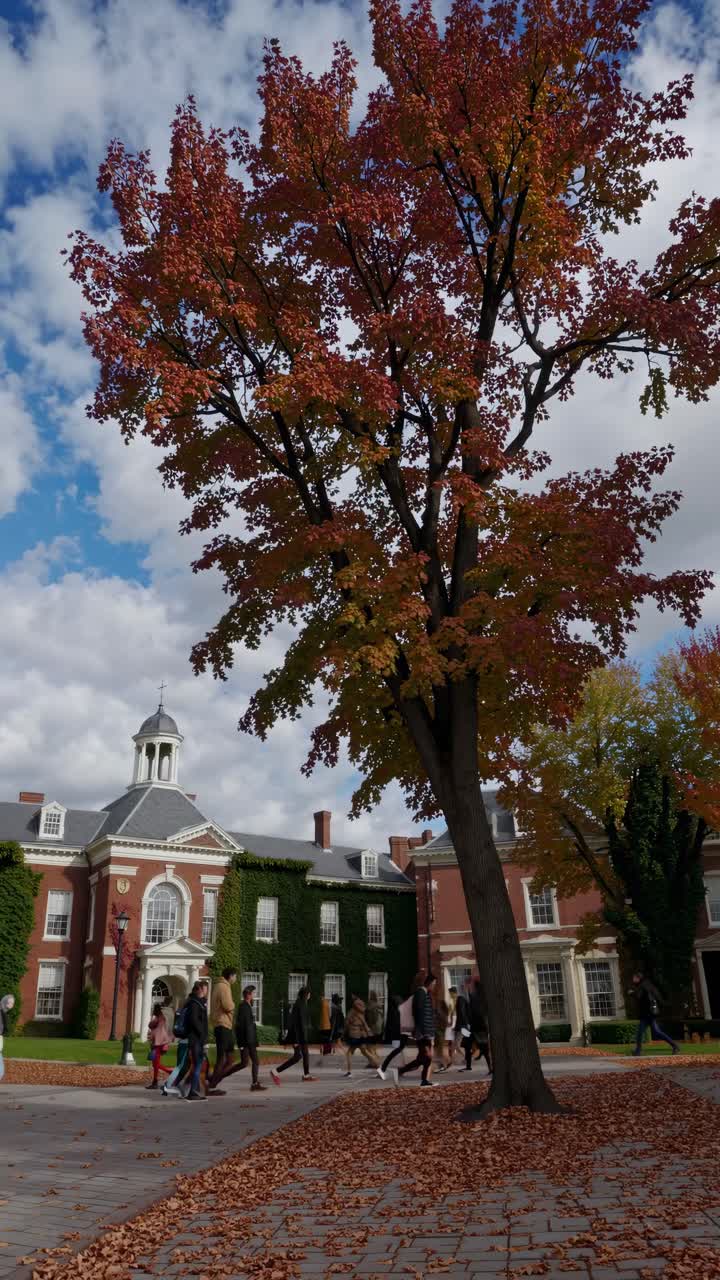 Video captures a low-angle view of a tree with autumn leaves, set against a backdrop of classic