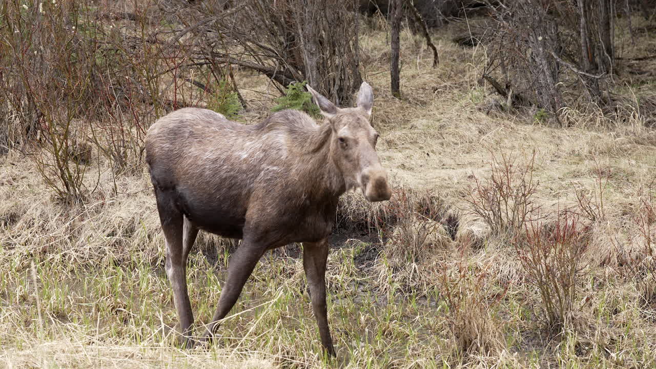 Female Moose drinking water from a shallow stream in the forest.