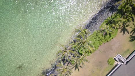 palm trees create a tropical haven on the beach, complemented by the calming ocean below