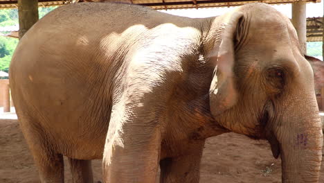 Close-up-of-a-large-elephant's-face-he-looks-around-at-his-surroundings