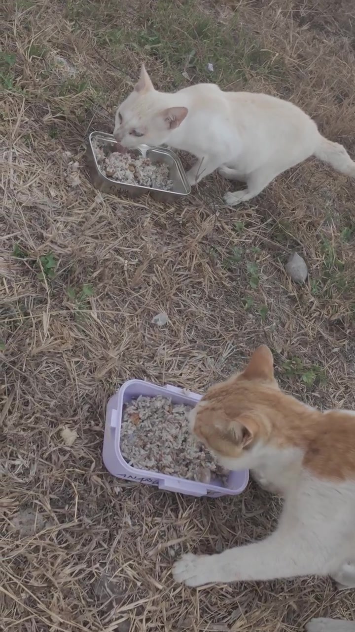 Zwei Katzen fressen Futter aus getrennten Näpfen im Freien