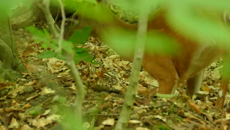 Ciervo-Marrón-Mirando-A-Su-Alrededor-Y-Bajando-Al-Suelo-Con-Orejas-Aleteando-En-La-Naturaleza-De-Panamá