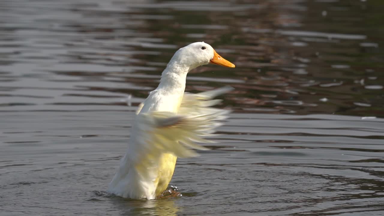 un video en cámara lenta de un pato mallard blanco batiendo sus alas