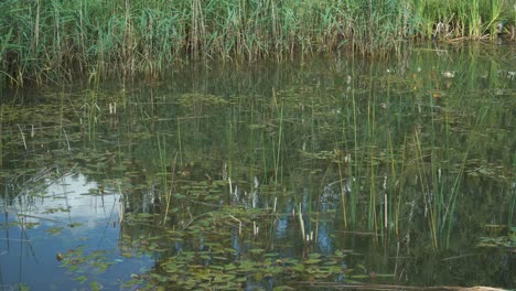 waters with sky reflections in the natural wild environment