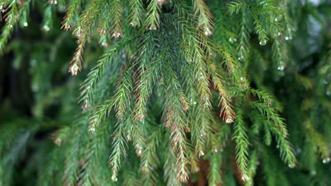 A-beautiful-evergreen-branch-with-water-droplets-on-it-blowing-in-the-breeze