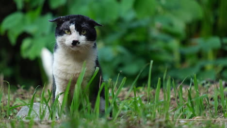 funny black and white cat sitting in the grass