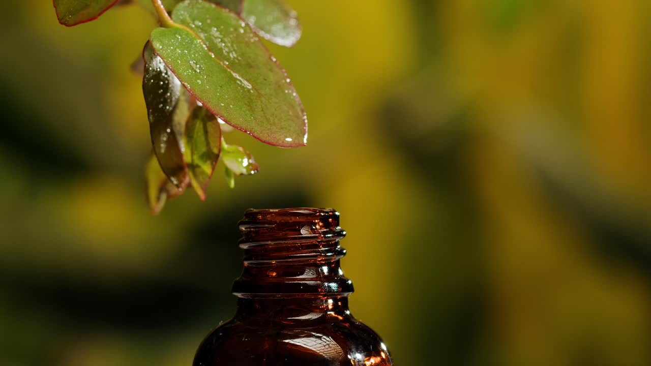 Essential Oil Extraction from Leaves