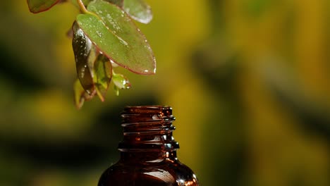 essential oil extraction from leaves