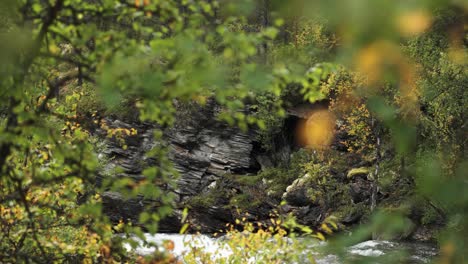 revealing shot of a shallow river flowing slowly in the rocky canyon obscured by trees