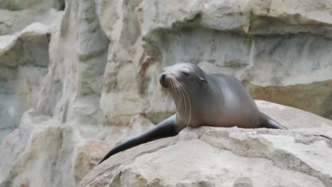 un lion de mer allongé sur le rocher