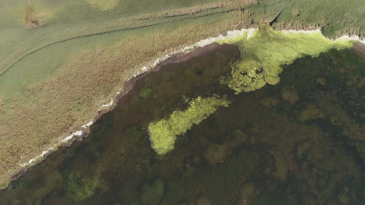 seguimiento aéreo de arriba hacia abajo sobre una laguna pantanosa con algas verdes brillantes sentadas en la superficie