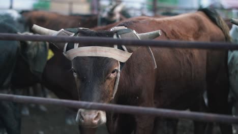 cows in corral slow motion