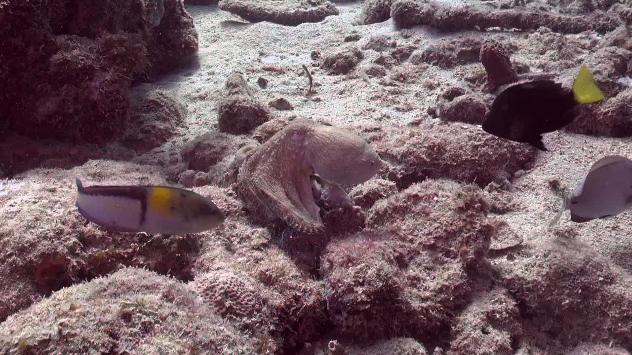 pulpo cambia patrones