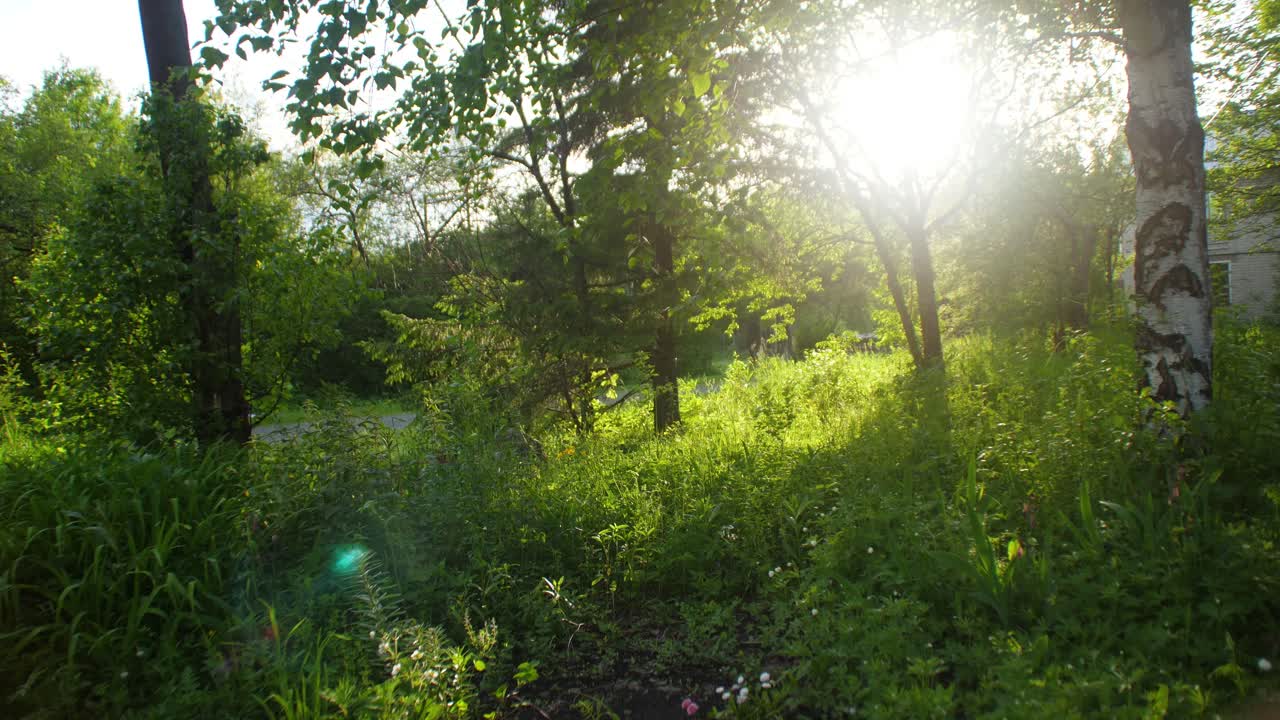 escena de un bosque soleado