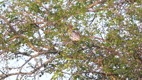 el cuerno de pico amarillo del sur volando lejos de un árbol, el parque nacional kruger.