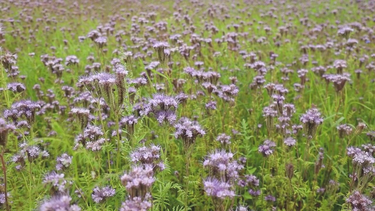 Bunga phacelia ungu mekar di seluruh ladang pertanian hijau, menciptakan habitat alami yang penuh warna untuk penyerbuk selama musim panas