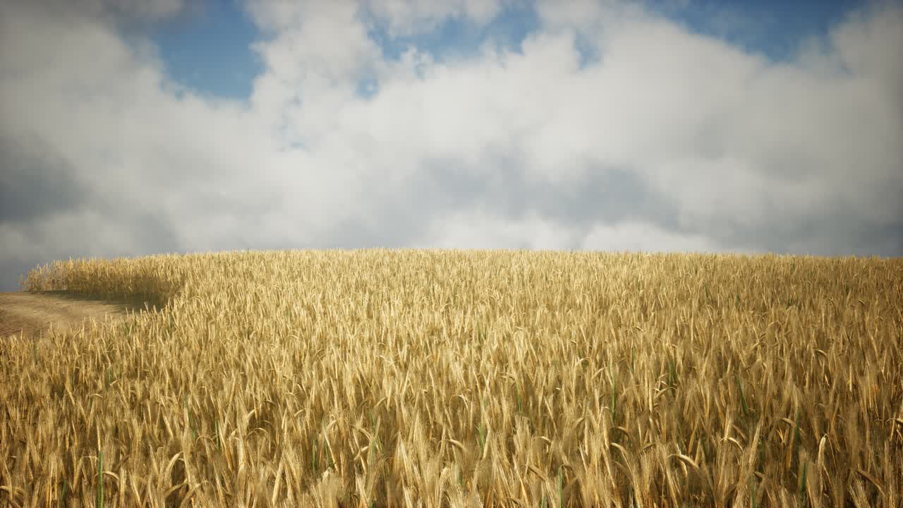 Ripe yellow rye field under beautiful summer sunset sky with clouds