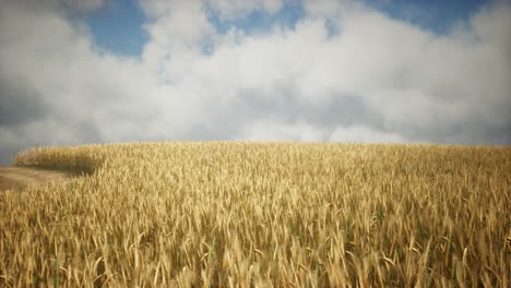 ripe yellow rye field under beautiful summer sunset sky with clouds