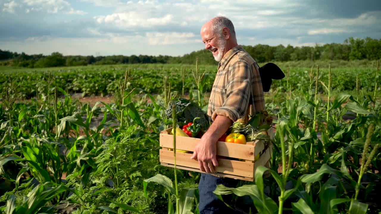 tiro lateral ancho medio de cámara lenta de granjero caminando sosteniendo una caja de verduras orgánicas mirando en la luz del sol agricultura granja campo cosecha jardín nutrición orgánico fresco retrato al aire libre