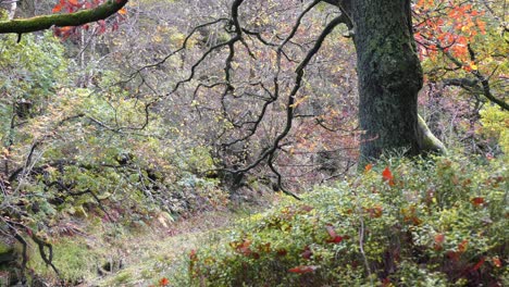 Sereno-Bosque-De-Otoño-E-Invierno,-Un-Suave-Arroyo-Junto-A-La-Orilla-Del-Río,-Robles-Dorados-Y-Hojas-De-Bronce-Caídas