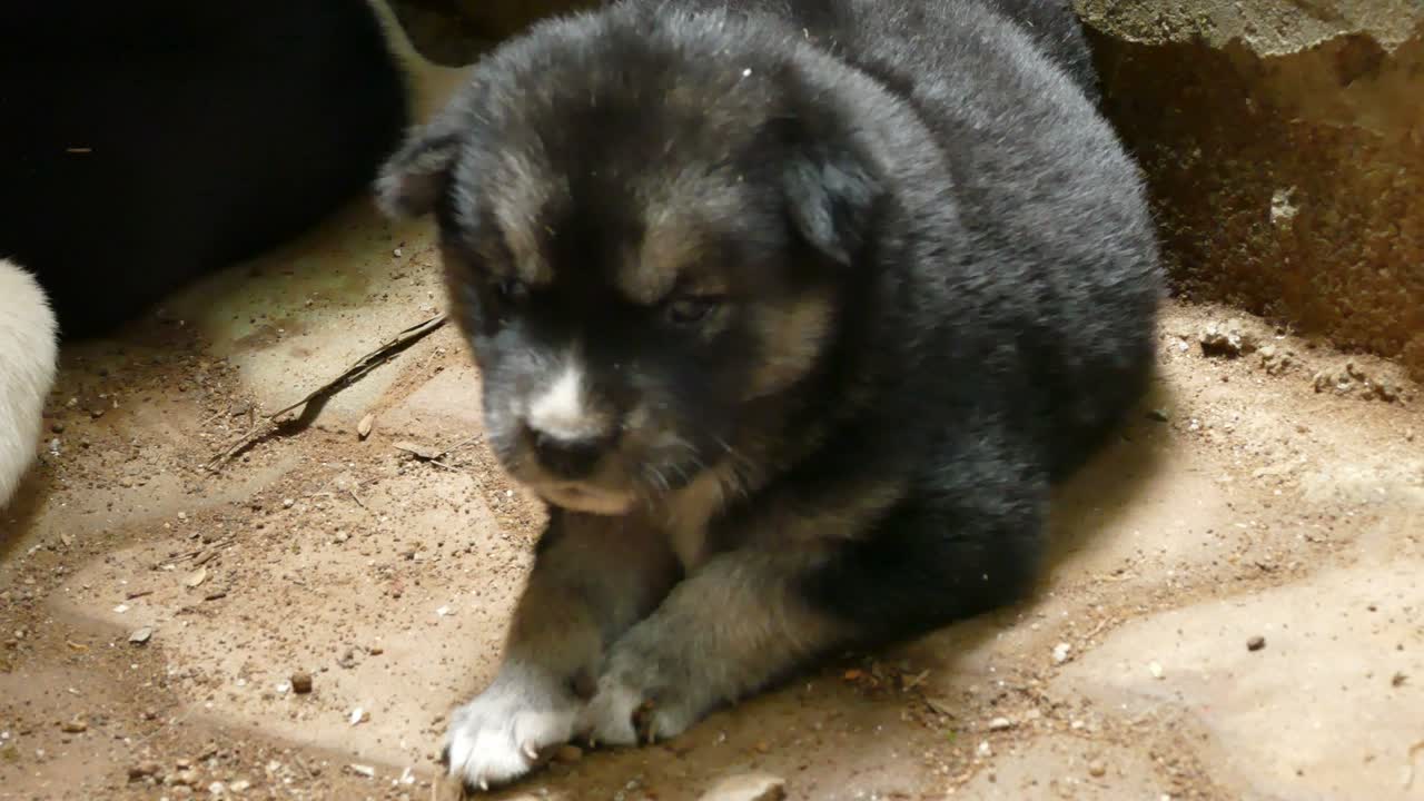 perro cachorro tailandés