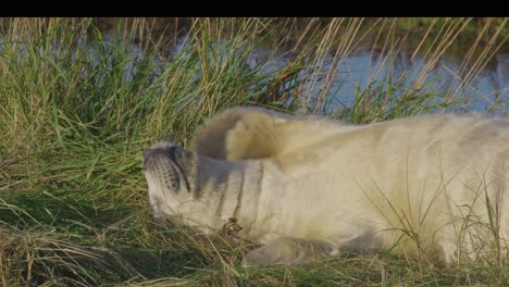 during atlantic grey seal breeding, newborn pups with white fur bond with mothers, suckling and basking in the warm november sun